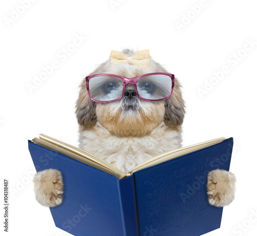 Fototapeta Naklejka Na Ścianę i Meble -  Dog with big funny glasses is reading a book