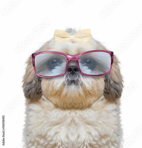 dog wears glasses. he has very poor eyesight