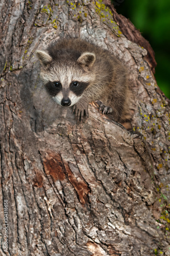 Young Raccoon (Procyon lotor) Stares Out