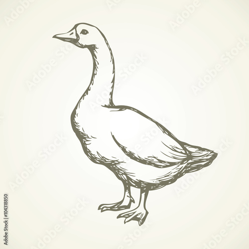Goose. Vector drawing Fototapet
