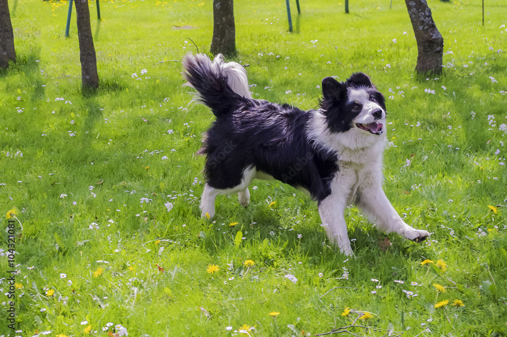 Shaggy dog runs on the grass. Shaggy dog runs on the grass.