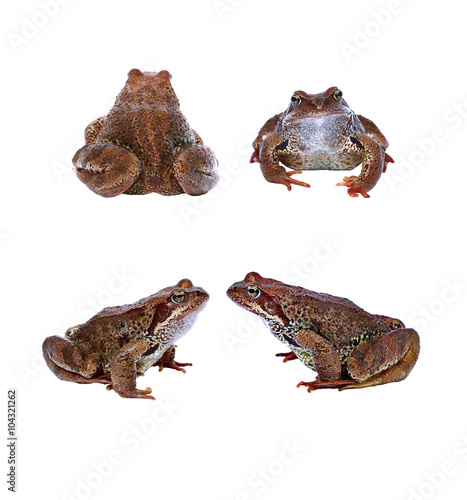 Brown frog from the front and from the back isolated