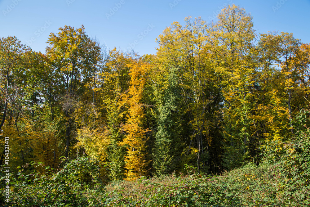 traumhaft schön verfärbter herbstlicher Laubwald traumhaft schön verfärbter herbstlicher Laubwald