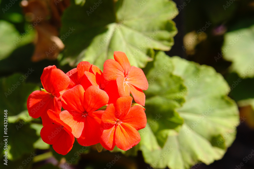 Fototapeta premium Red flower
