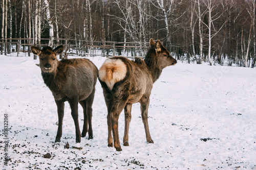 Fawns, young red brown deer in winter