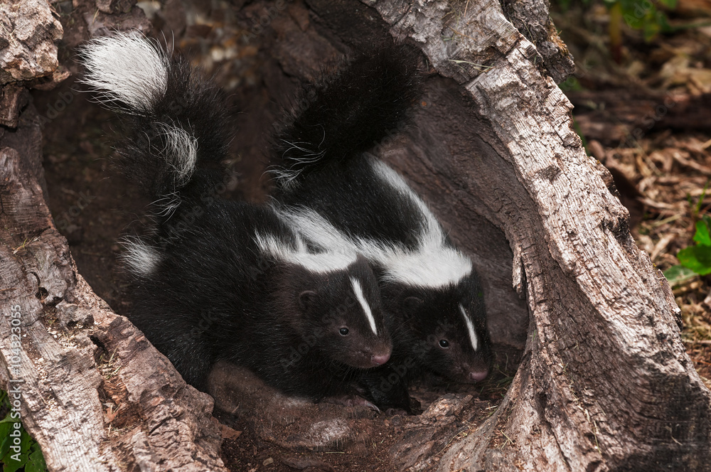 Baby Striped Skunk (Mephitis mephitis) Kits Peer Out of Log