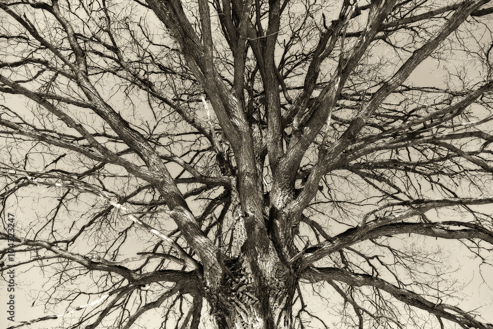 fantastic tree trunk oak tree with branches close up. Vintage background. Art processing - solarization technique fantastic tree trunk oak tree with branches close up. Vintage background. Art processing - solarization technique