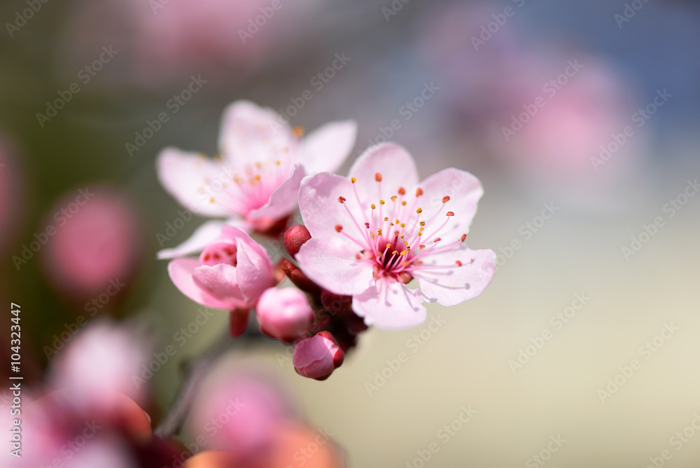 Macro shot of pink spring blossoms - obrazy, fototapety, plakaty 
