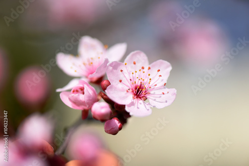 Macro shot of pink spring blossoms