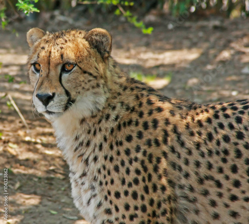 Cheetah in Captivity / Beautiful Cheetah in it's zoo habitat fixes it's gaze on something in the distance.