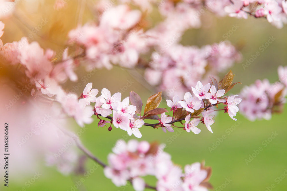 Naklejka premium Spring border background with pink blossom