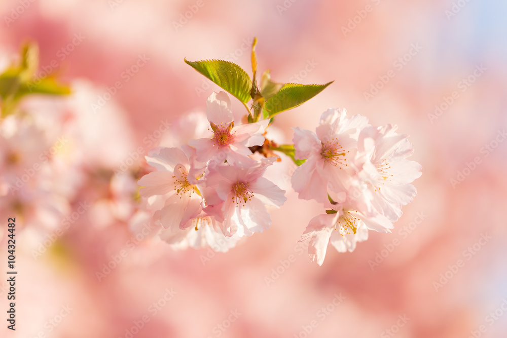 Obraz premium Spring border background with pink blossom