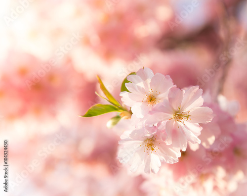 Spring border background with pink blossom