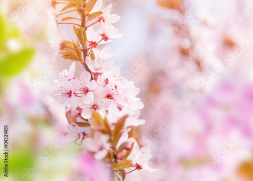Spring border background with pink blossom © Lukas Gojda