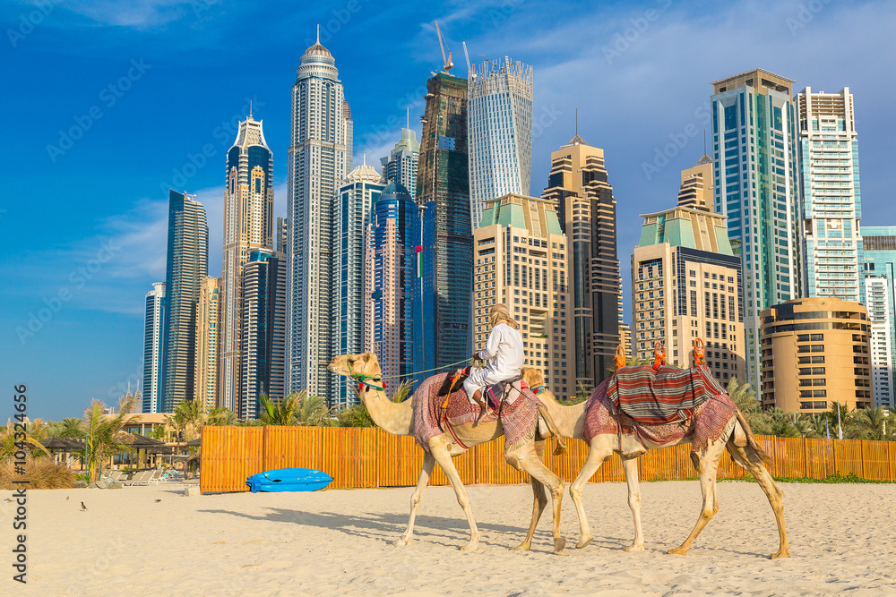 Fototapeta premium Camel in Dubai Marina