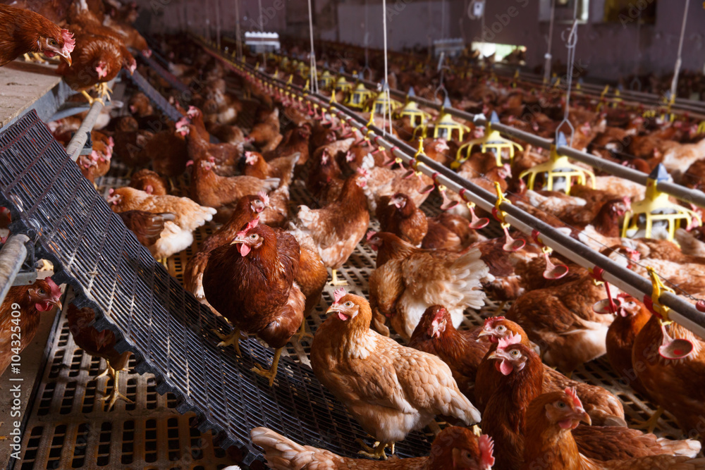 Farm chicken in a barn, drinking, eating and laying eggs