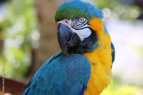 Ara im Wildpark Florida