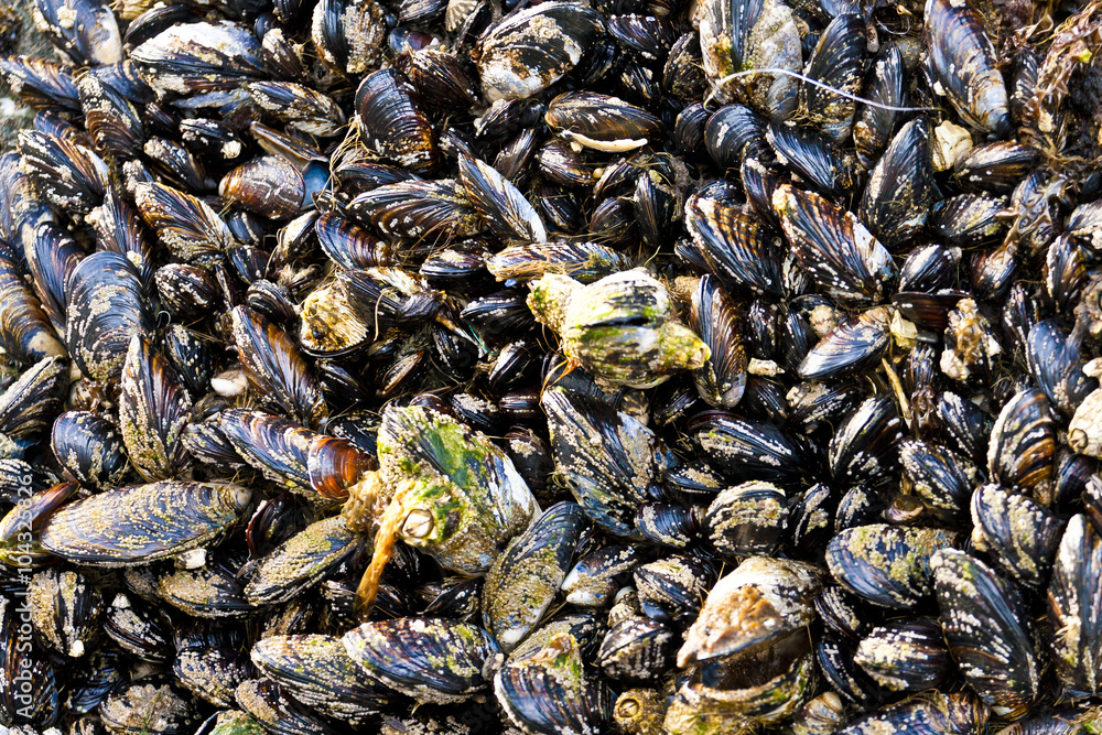 colony of mussels on a rock