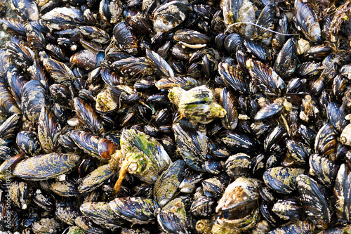 colony of mussels on a rock