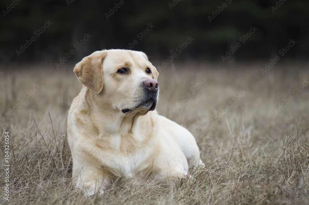 Lovely labrador retriever dog during dogs training sitting and looking proudly. Autumn / spring time and park scene with nature landscape