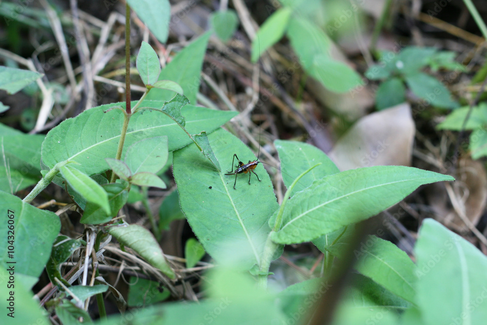 Cricket on the green leaf