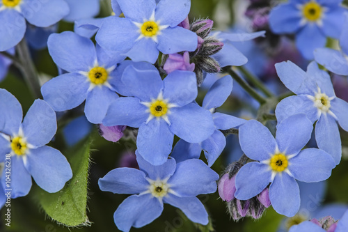 Abstract background of forget-me-not, close-up