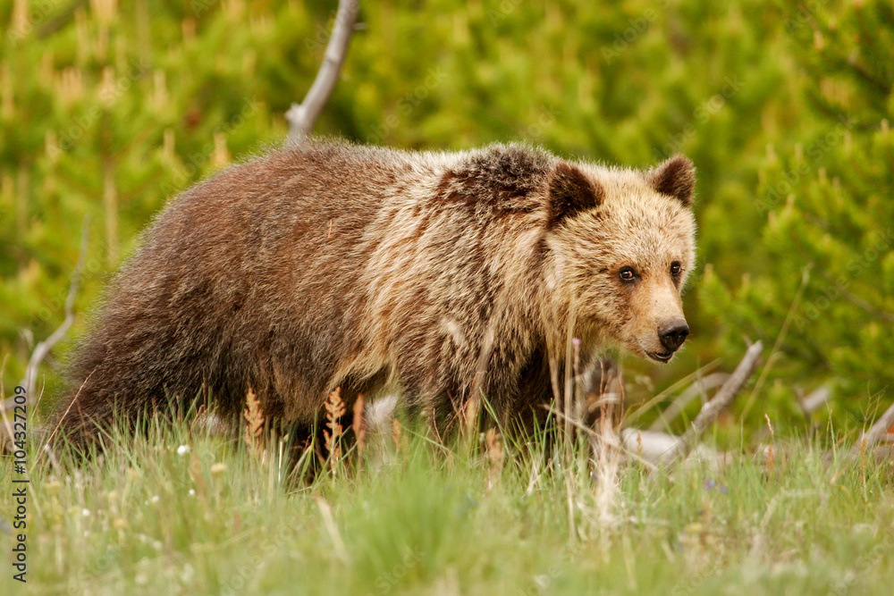Fototapeta premium Young Grizzly bear in Yellowstone National Park, Wyoming