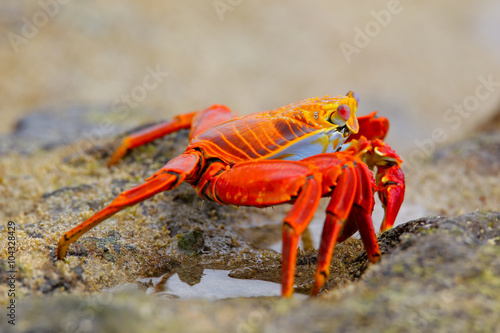 Sally lightfoot crab on Chinese Hat island, Galapagos National P