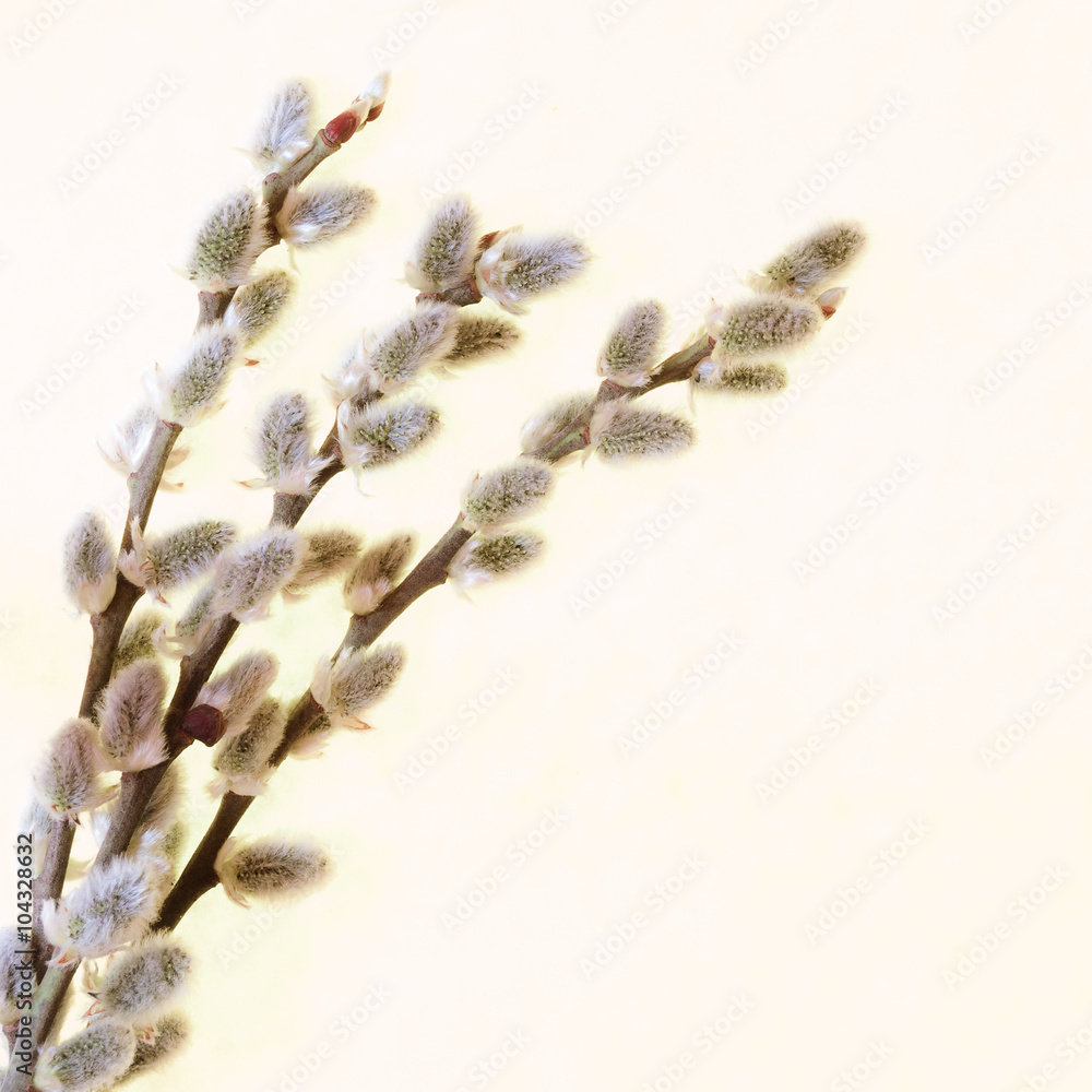 Obraz premium Pussy willow twigs isolated on a beige background