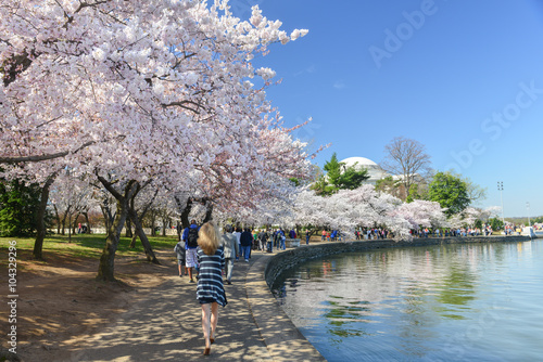 Washington DC in Spring - Jefferson Memorial during Cherry Blossom Festival
