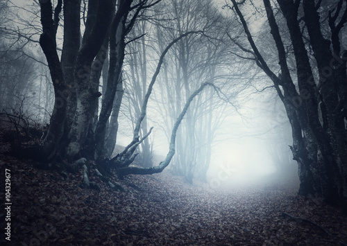 Scary mysterious forest in ...