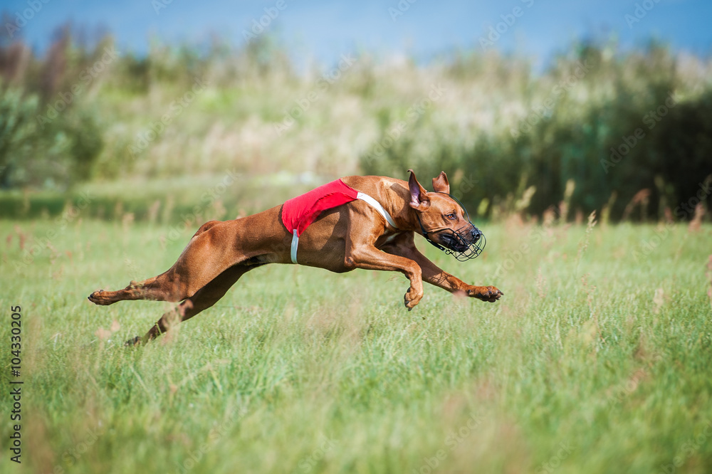 Rhodesian ridgeback dog running on lure coursing competition