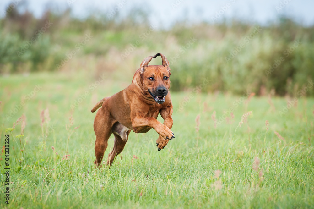 Rhodesian ridgeback dog running on the field in summer Rhodesian ridgeback dog running on the field in summer