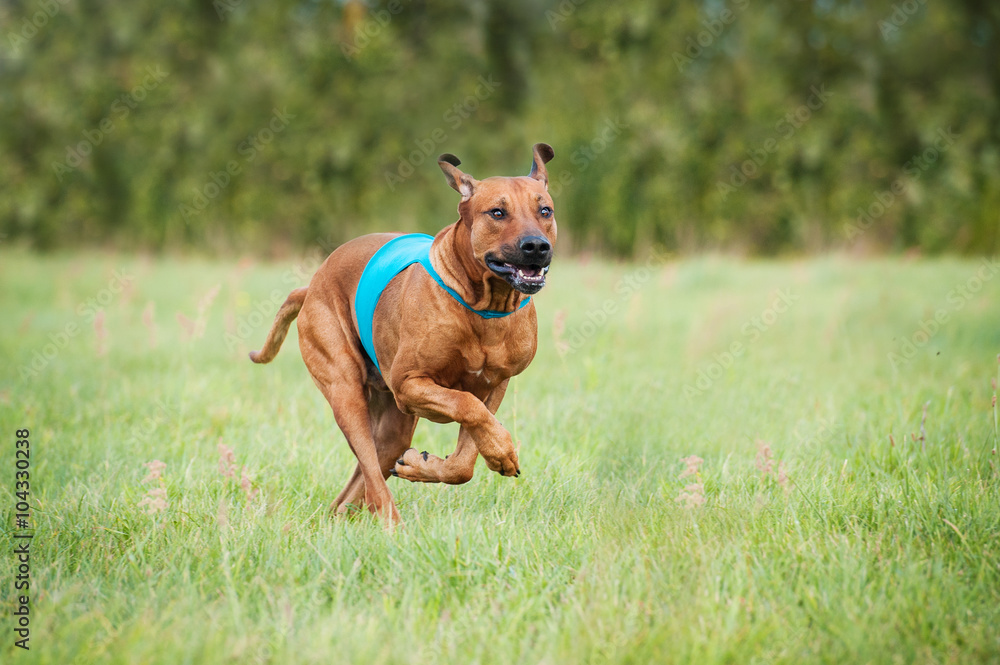 Rhodesian ridgeback dog running on lure coursing competition Rhodesian ridgeback dog running on lure coursing competition