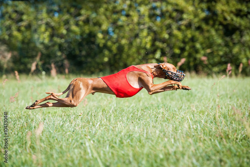 Pharaoh hound dog running on lure coursing competition