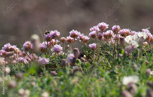 Pink sea thrift coastal flowers with a masonry bee feeding