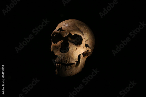 Skull of a caveman exhibited on a black background