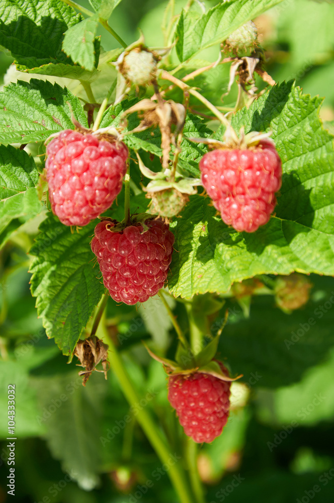 Several ripe red raspberries growing on the bush Several ripe red raspberries growing on the bush