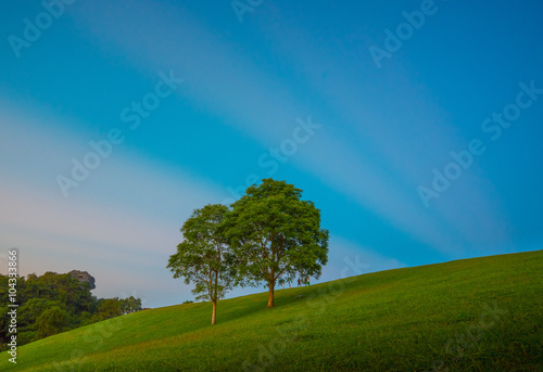 Scenic landscape of two big tree with sunbeams and clouds