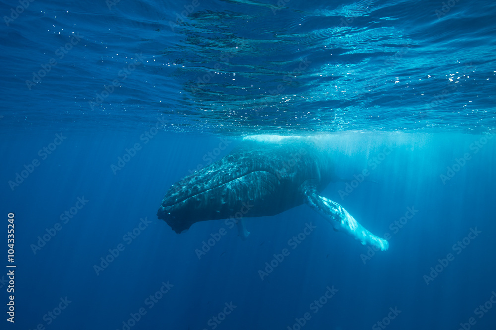 Naklejka premium Humpback Whale at Surface of Sea