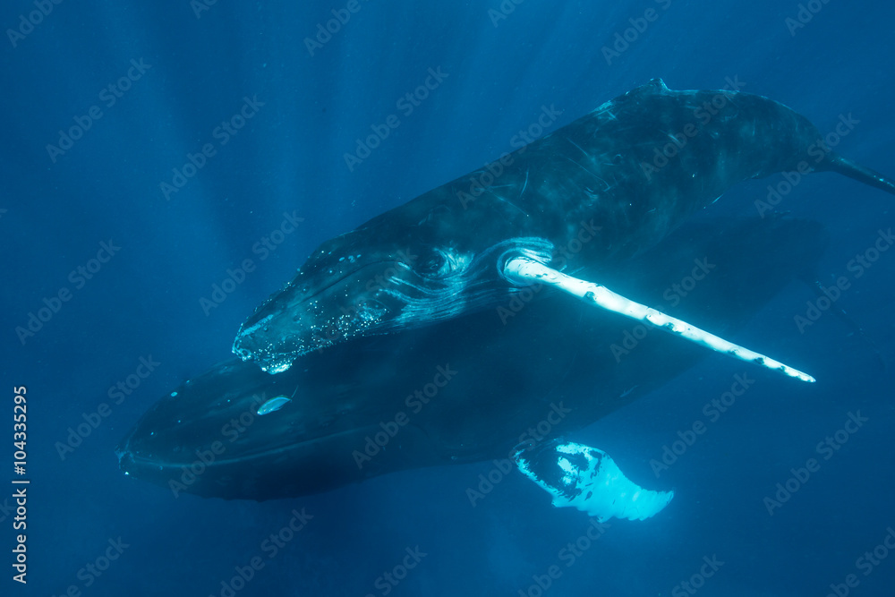 Naklejka premium Humpback Whales in Caribbean Sea