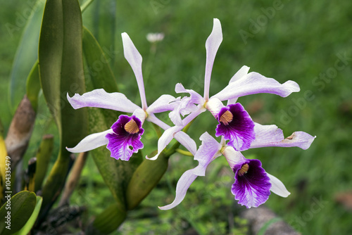 Fototapeta Naklejka Na Ścianę i Meble -  Orchid Cattleya purpurata