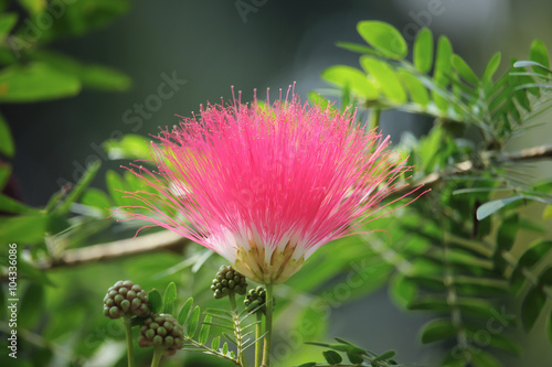 Pink Red Powder Puff photo