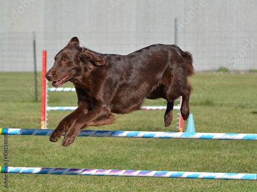  Flat-Coated Retriever at Dog Agility Trial photo