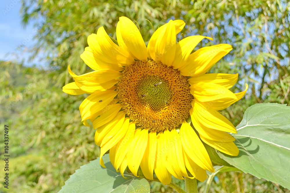 sunflower on a summer day  