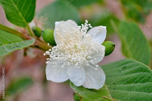 guava flower Tropical Fruits  