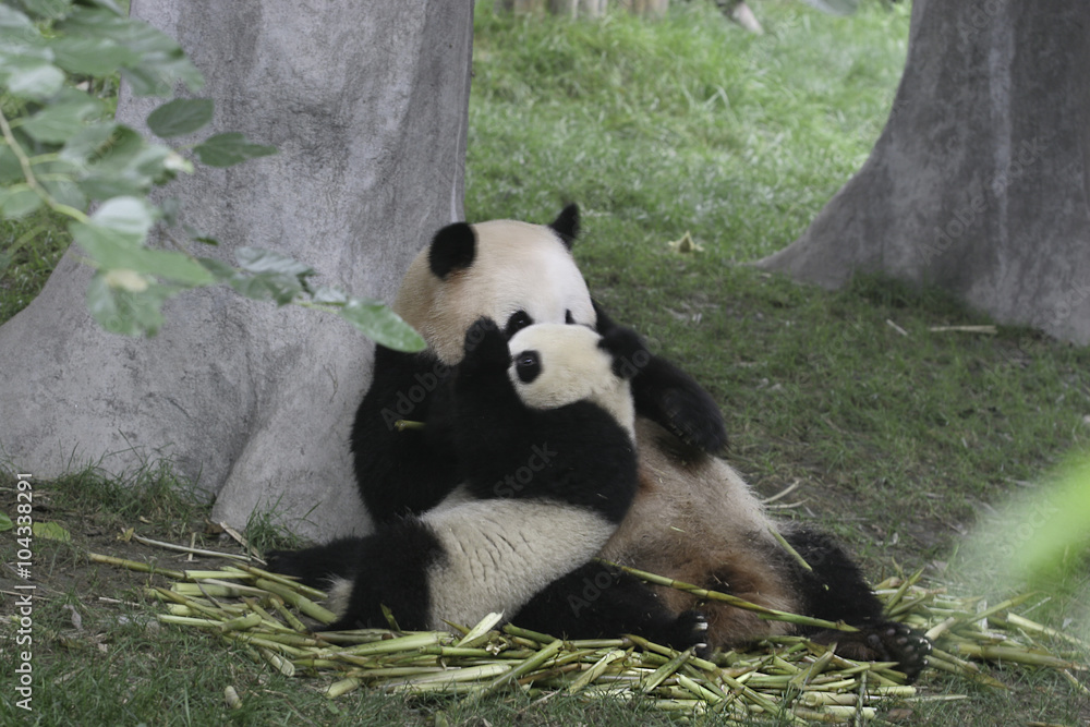 Mother Panda and Cub