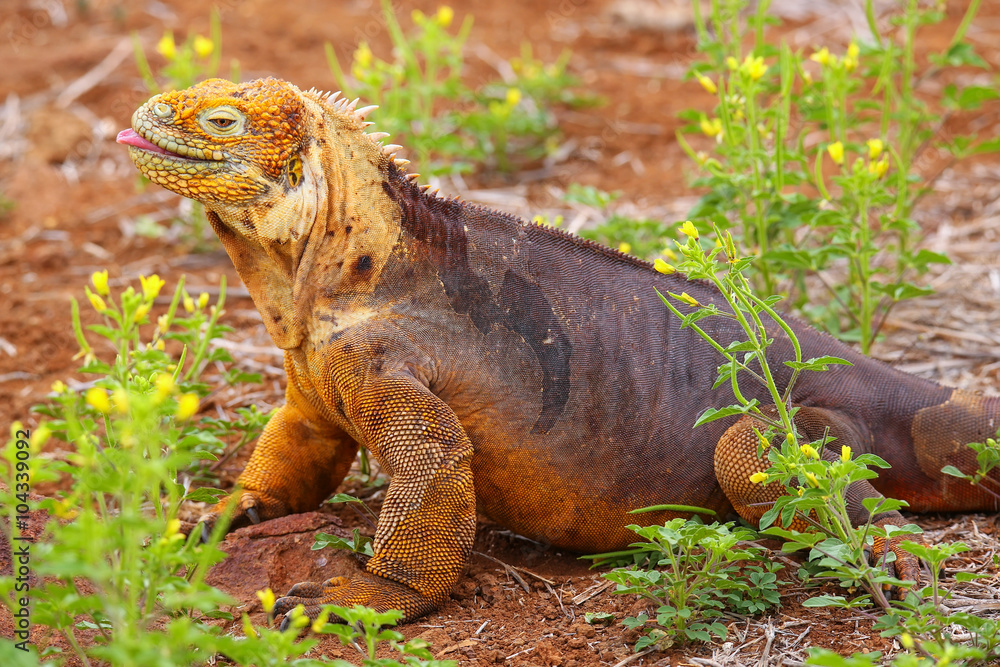 Naklejka premium Galapagos Land Iguana on North Seymour island, Galapagos Nationa
