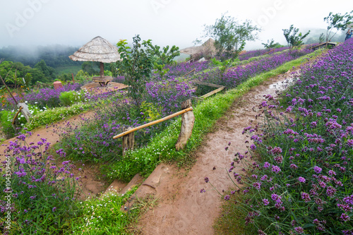 On the mountain of Chiang Mai