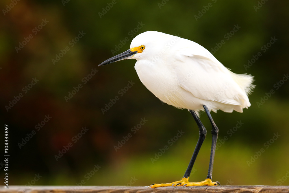 Snowy egret (Egretta thula) Snowy egret (Egretta thula)
